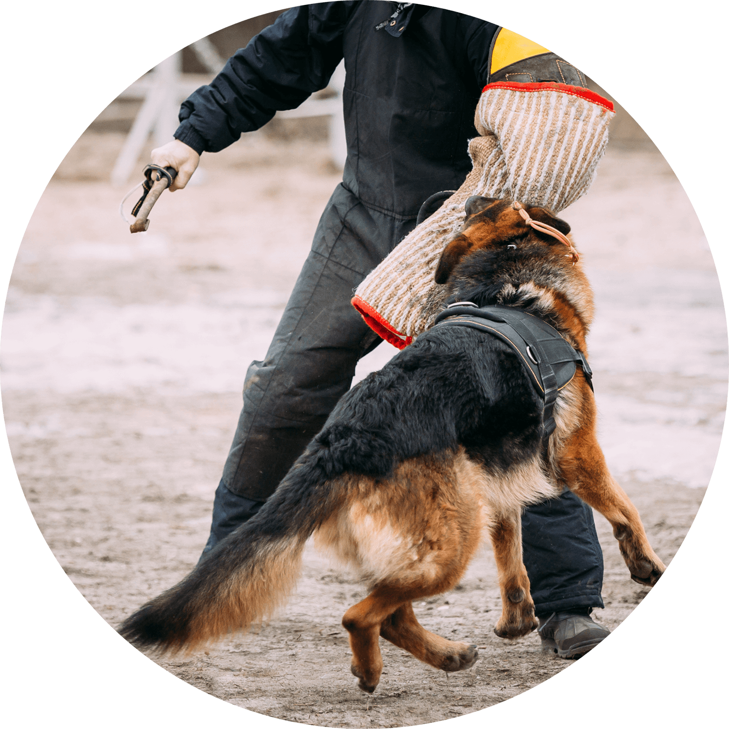 dog bite injury