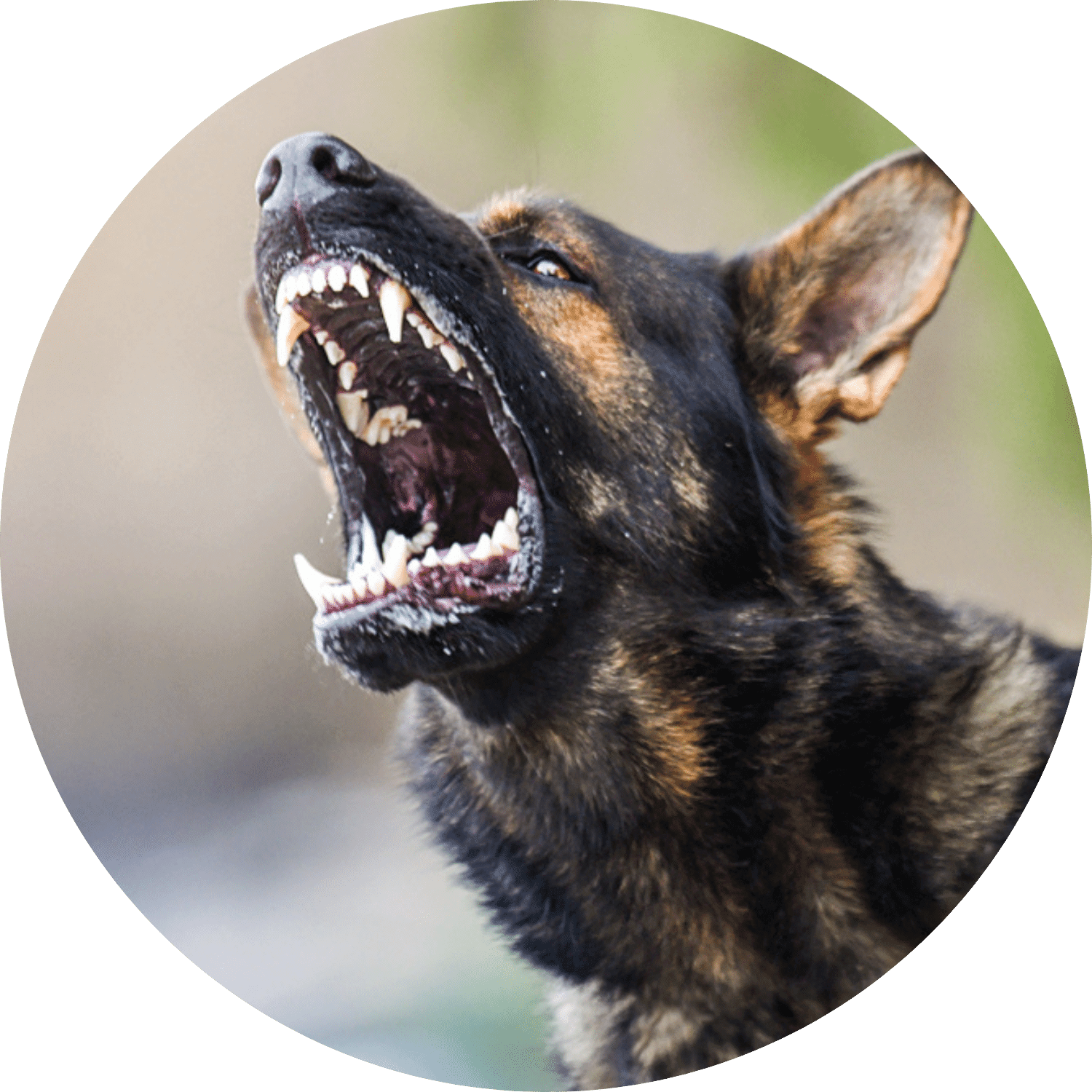an angry dog